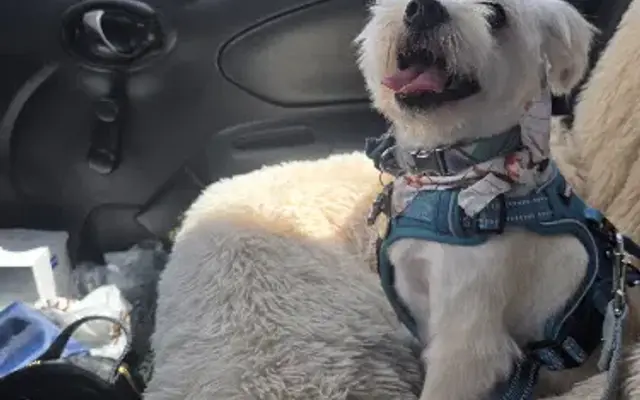 Bow Wow Groomers in Cypress, CA