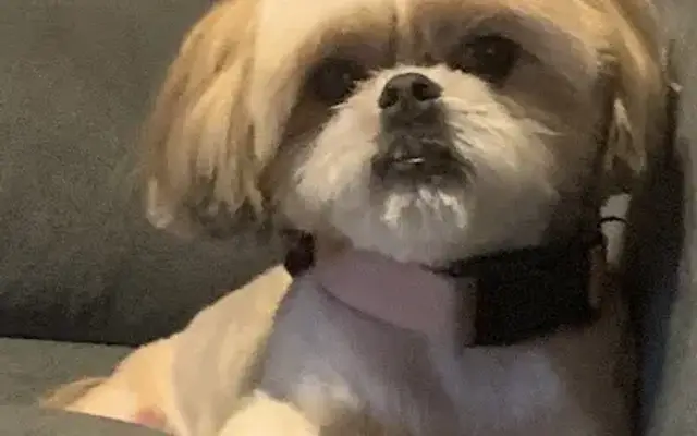 Doggie Day Spa in Center, TX