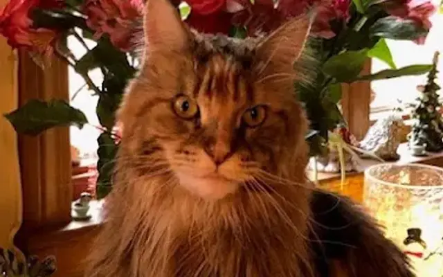 Paws & Claws Grooming Salon inc in Hubbardston, MA