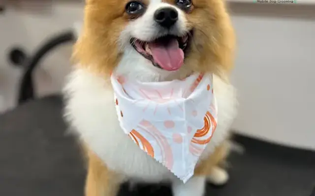 Pet Friends Mobile Dog Grooming in Sterling, MA
