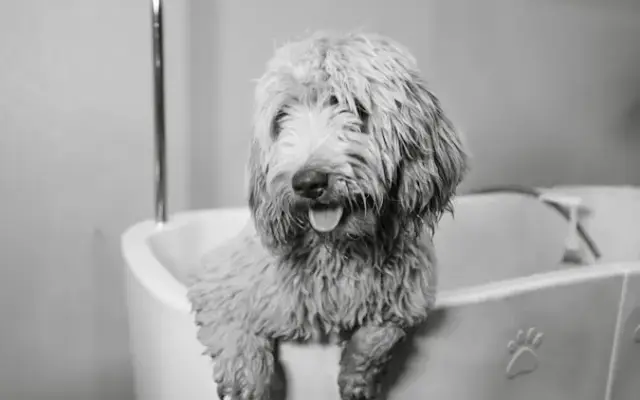 The Double U Grooming Co. in Liberty, SC