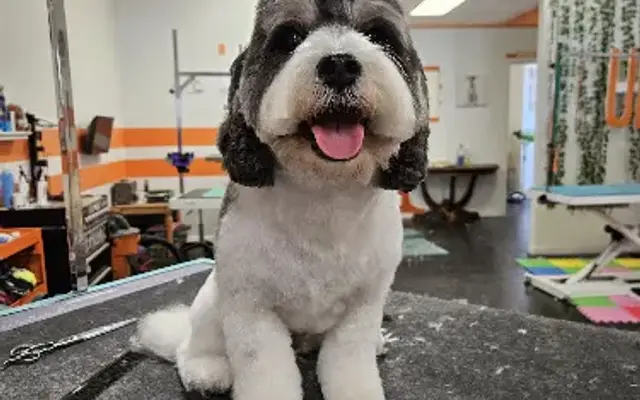 Wut's Up Pup in Sarasota, FL