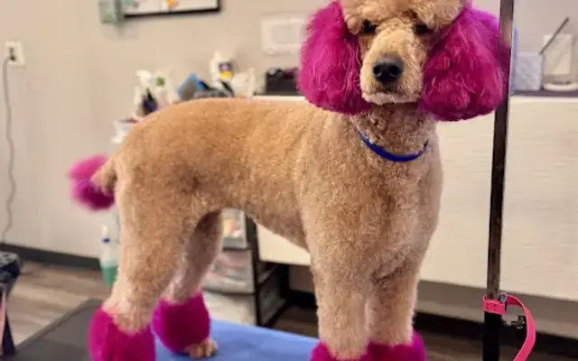Grooming With Jules in Houston, TX