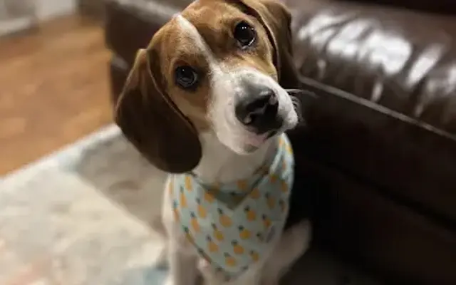 PetSmart Grooming in Pleasant Hills, PA