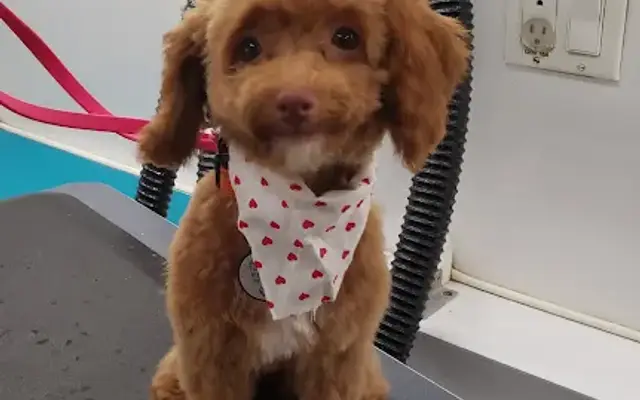 Lotus Mobile Dog Grooming in Katy, TX