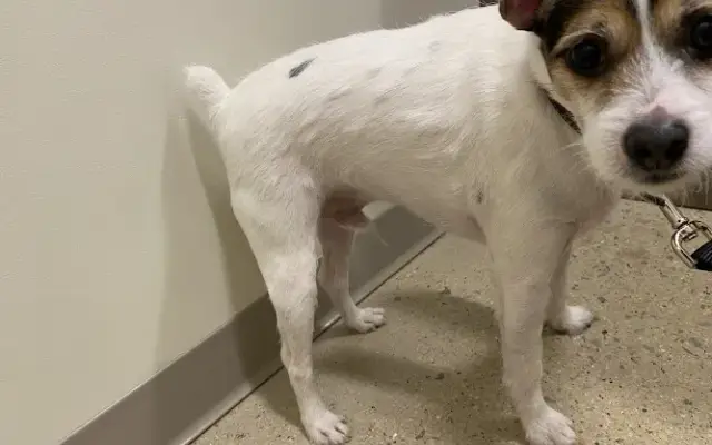 Animal Medical Center Of Orland Park in Orland Park, IL