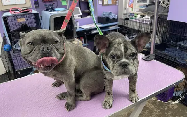 Happy Dog Grooming in Liberty Hill, TX