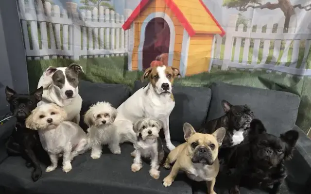 Wooftopia NYC in Elmhurst, NY