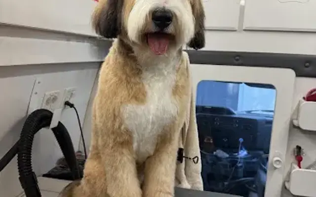 30A Pet Care and Mobile Grooming in Inlet Beach, FL