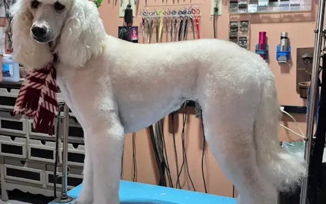 Town & Country Pet Salon in Sault Ste. Marie, MI