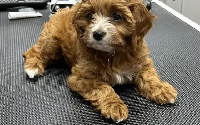 Hot Diggity Dog Grooming in Fleetwood, PA