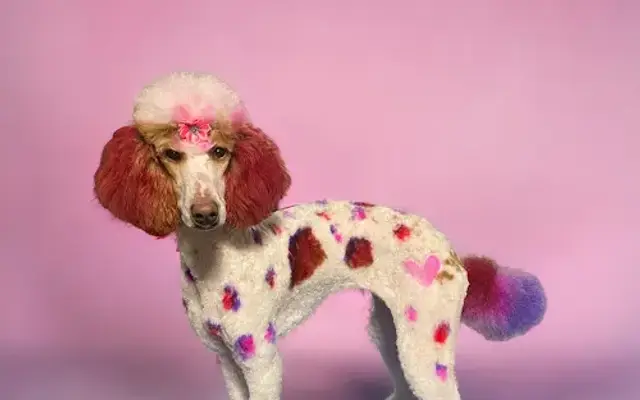Lucky lou Pet Grooming LLC in Fort Ripley, MN
