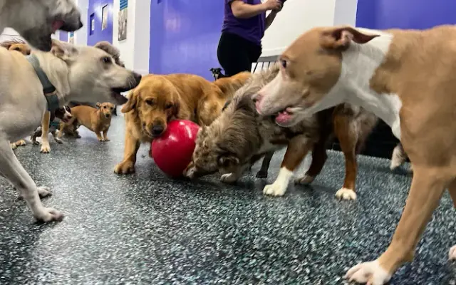 NYC Pet Services in Astoria, NY
