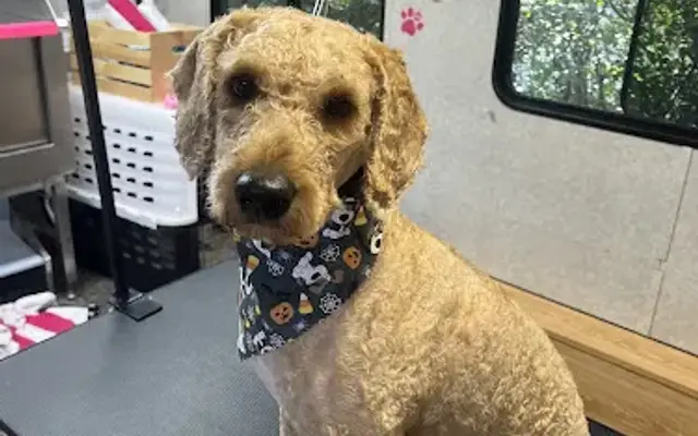 Dog Grooming By Lyndsie in St Anthony, ID