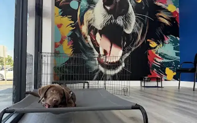 Oasis Dog Club in Winter Park, FL