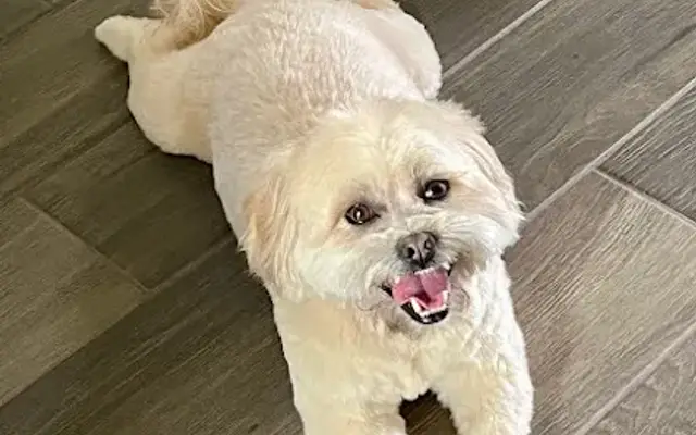 Paws and Relax Mobile Grooming in Fresno, TX