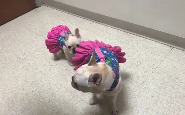 VCA Katy Trail Animal Hospital in Dallas, TX