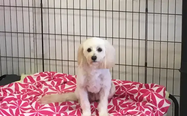 The Pampered Pet in Palm Desert, CA