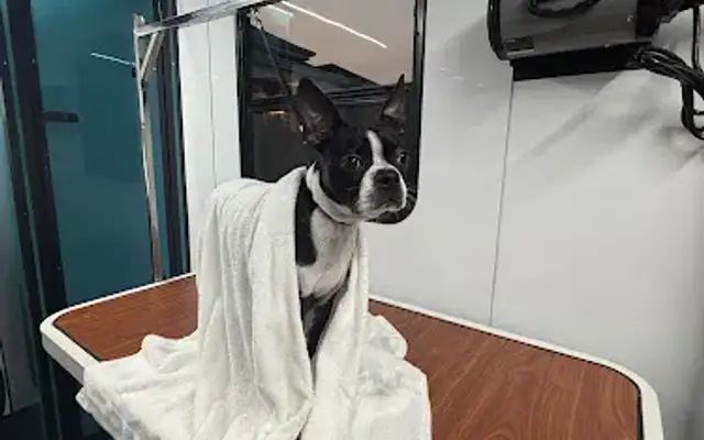 Mabel & Me, Pet Spa in Wilmington, IL