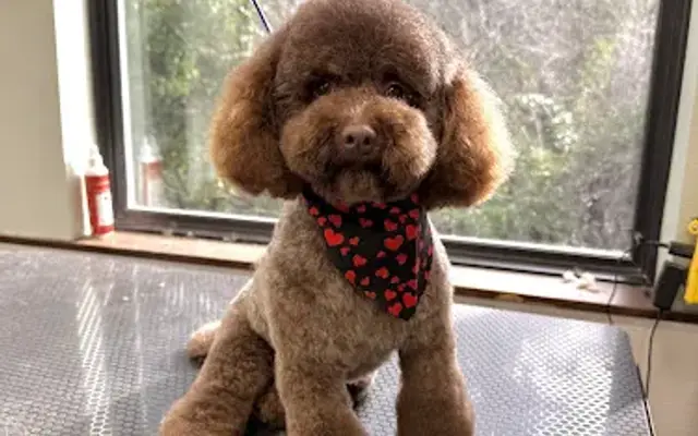 Groomed by Ariana in Tigard, OR