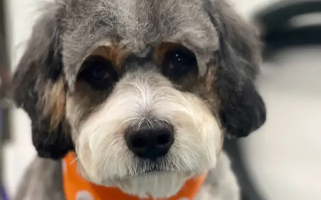 Tjs Grooming Creations in Bend, OR