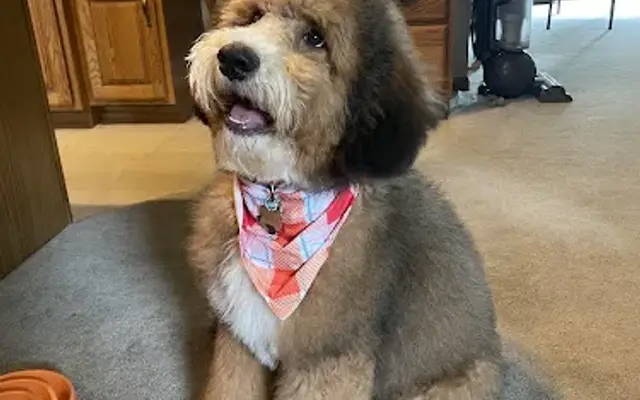 Pride N Joy Dog Grooming in Dorr, MI