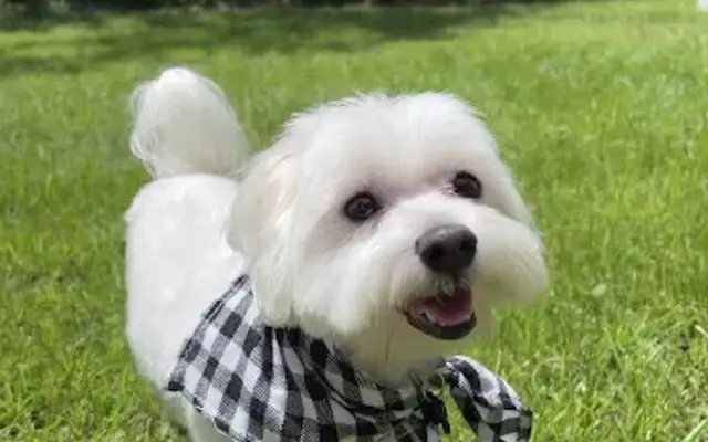 Toto’s Grooming in Crestview, FL