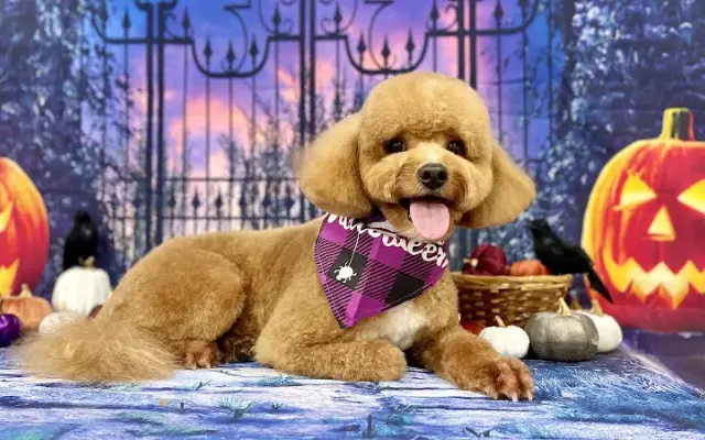 PUPLIKE grooming studio in Brooklyn, NY