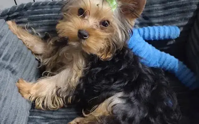 Pretty Paws Salon & Spa in Harlingen, TX