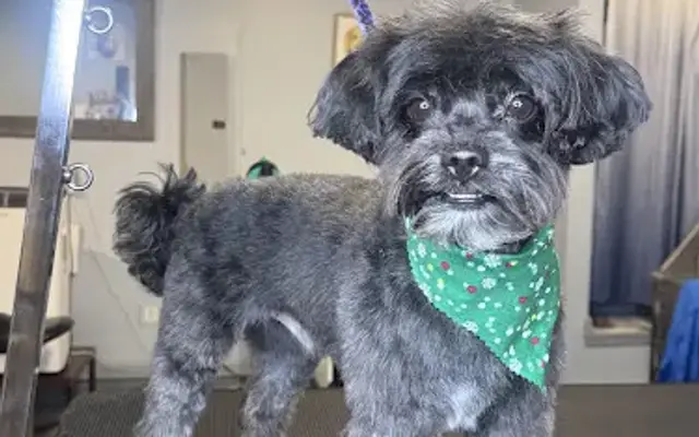 Alicia Shook - Super Paws in Dawsonville, GA