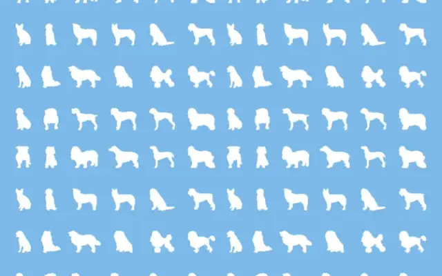 Wags To Riches - Quality Pet Grooming in Longwood, FL