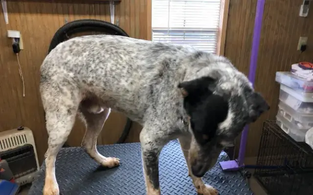 Cornerstone Pet Spa, LLC in Wagoner, OK