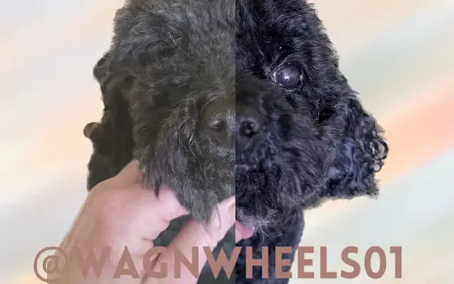 Wag'n Wheels Mobile Dog Grooming in Prattville, AL