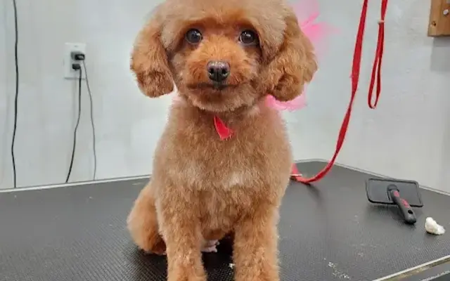 Momo’s pet grooming in Norco, CA