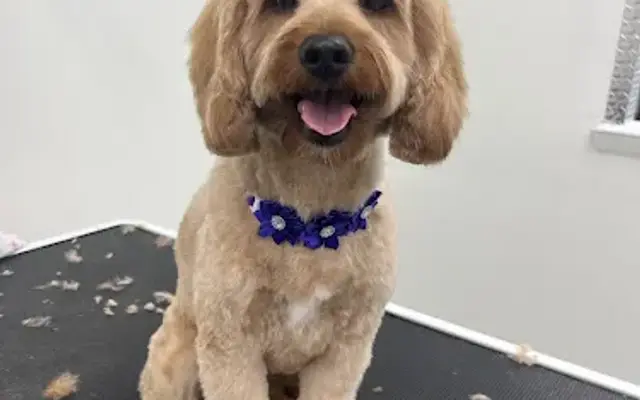 Mutts About You Grooming in Jacksonville, FL