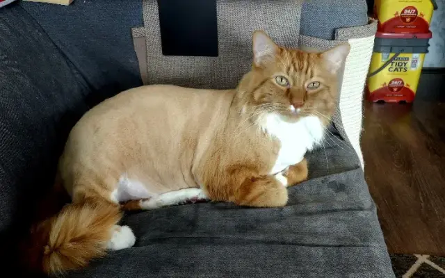 High Desert Grooming Parlor in Ontario, OR