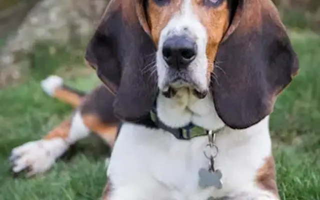 K9 to 5 Pet Care Services in Charlotte, NC