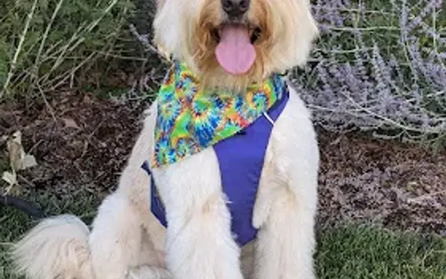 Rian's Pet Styling in Denver, CO