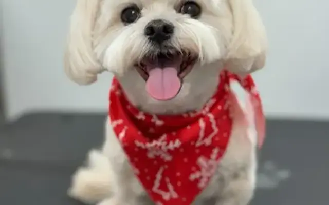 Alpha Grooming Pet Salon in San Francisco, CA