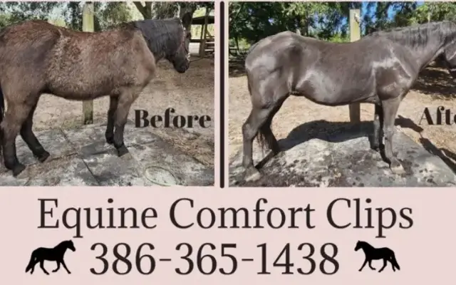 Equine Comfort Clips in Keystone Heights, FL