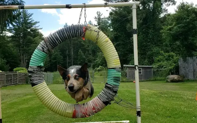 Truly Balanced Dog Care in Kingston, NH