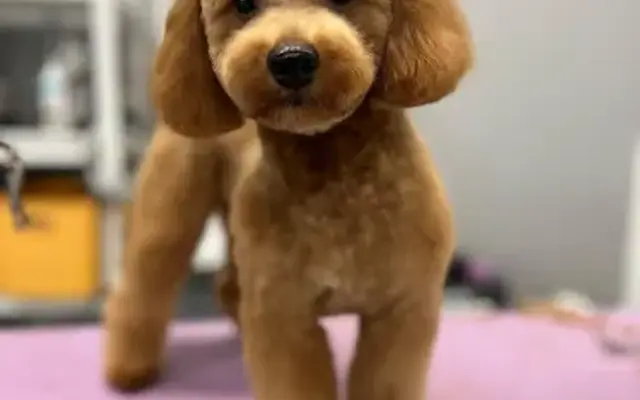 PetScuad Grooming and Care in St Cloud, FL