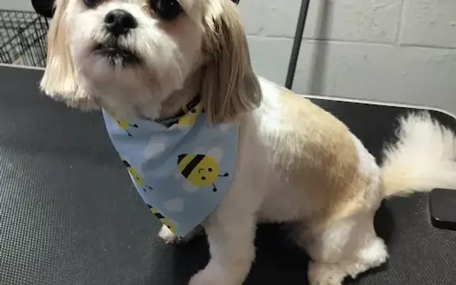 Puppy Dog Lane Grooming in South Bend, IN