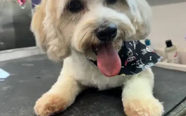 Lili's Mobile Pet Grooming in San Dimas, CA