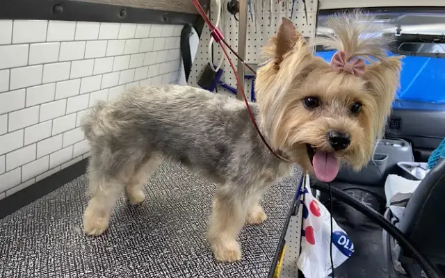 Mabel's Grooming Table in Raleigh, NC