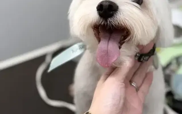 Honey Pet Grooming in Azusa, CA