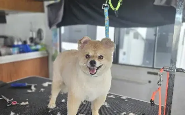 PowerHouse Pets Grooming RV in Charlotte, NC