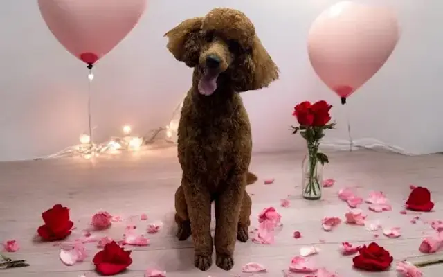 Paw Prints Pet Salon LLC in Cortland, OH