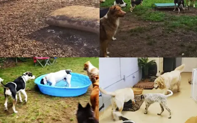 Lakeside Pet Lounge in Monroe, NY
