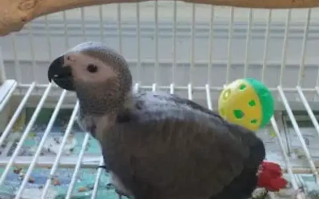 Meandas Parrot Haven in Royston, GA